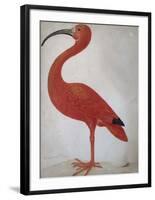 Scarlet Ibis with an Egg, 1699 - 1700-Maria Merian-Framed Art Print