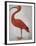 Scarlet Ibis with an Egg, 1699 - 1700-Maria Merian-Framed Art Print