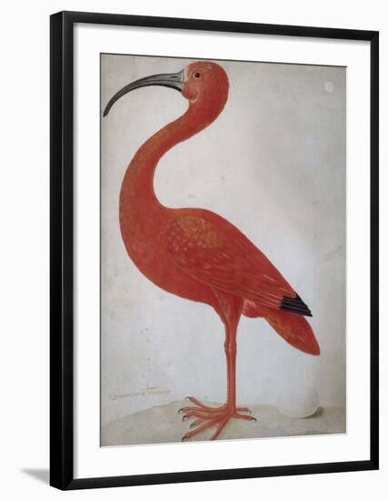 Scarlet Ibis with an Egg, 1699 - 1700-Maria Merian-Framed Art Print