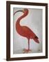 Scarlet Ibis with an Egg, 1699 - 1700-Maria Merian-Framed Art Print