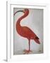 Scarlet Ibis with an Egg, 1699 - 1700-Maria Merian-Framed Art Print