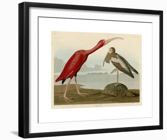 Scarlet Ibis-John James Audubon-Framed Giclee Print