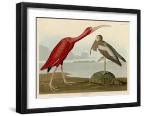 Scarlet Ibis-John James Audubon-Framed Giclee Print