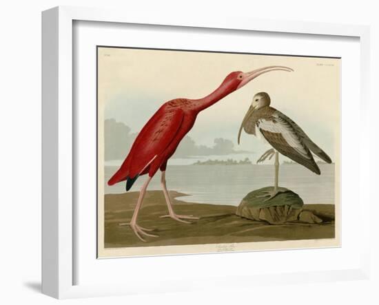 Scarlet Ibis-John James Audubon-Framed Giclee Print