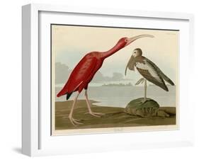 Scarlet Ibis-John James Audubon-Framed Giclee Print