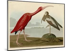 Scarlet Ibis-John James Audubon-Mounted Giclee Print