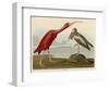 Scarlet Ibis-John James Audubon-Framed Art Print