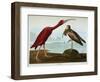 Scarlet Ibis-John James Audubon-Framed Giclee Print