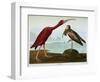 Scarlet Ibis-John James Audubon-Framed Giclee Print