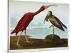 Scarlet Ibis-John James Audubon-Stretched Canvas