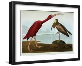 Scarlet Ibis-John James Audubon-Framed Giclee Print