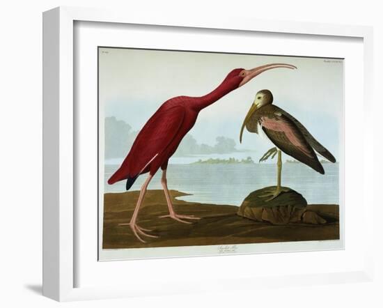 Scarlet Ibis-John James Audubon-Framed Giclee Print