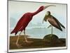 Scarlet Ibis-John James Audubon-Mounted Giclee Print