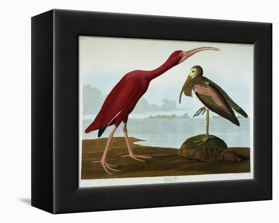 Scarlet Ibis-John James Audubon-Framed Stretched Canvas