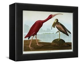 Scarlet Ibis-John James Audubon-Framed Stretched Canvas