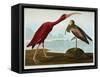 Scarlet Ibis-John James Audubon-Framed Stretched Canvas