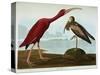 Scarlet Ibis-John James Audubon-Stretched Canvas