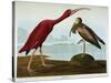 Scarlet Ibis-John James Audubon-Stretched Canvas