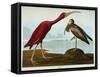Scarlet Ibis-John James Audubon-Framed Stretched Canvas