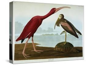 Scarlet Ibis-John James Audubon-Stretched Canvas