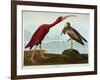 Scarlet Ibis-John James Audubon-Framed Giclee Print