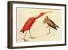 Scarlet Ibis-John James Audubon-Framed Art Print