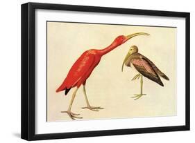 Scarlet Ibis-John James Audubon-Framed Art Print