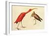 Scarlet Ibis-John James Audubon-Framed Art Print