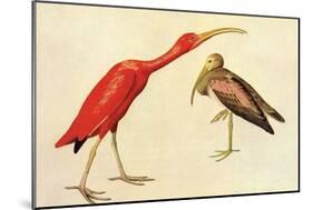 Scarlet Ibis-John James Audubon-Mounted Art Print