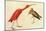 Scarlet Ibis-John James Audubon-Mounted Art Print