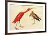 Scarlet Ibis-John James Audubon-Framed Premium Giclee Print