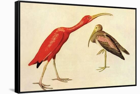 Scarlet Ibis-John James Audubon-Framed Stretched Canvas