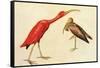 Scarlet Ibis-John James Audubon-Framed Stretched Canvas
