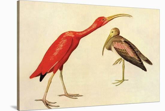 Scarlet Ibis-John James Audubon-Stretched Canvas