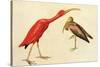 Scarlet Ibis-John James Audubon-Stretched Canvas