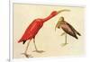 Scarlet Ibis-John James Audubon-Framed Art Print