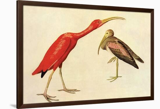 Scarlet Ibis-John James Audubon-Framed Art Print