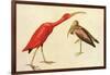 Scarlet Ibis-John James Audubon-Framed Art Print