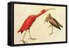 Scarlet Ibis-John James Audubon-Framed Stretched Canvas