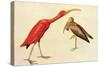 Scarlet Ibis-John James Audubon-Stretched Canvas