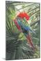 Scarlet Macaw, 1989-Sandra Lawrence-Mounted Giclee Print