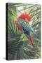Scarlet Macaw, 1989-Sandra Lawrence-Stretched Canvas