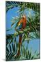 Scarlet Macaw 1-Michael Jackson-Mounted Giclee Print