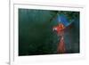 Scarlet Macaw 2-Michael Jackson-Framed Giclee Print