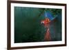 Scarlet Macaw 2-Michael Jackson-Framed Giclee Print