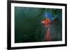 Scarlet Macaw 2-Michael Jackson-Framed Giclee Print