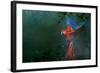 Scarlet Macaw 2-Michael Jackson-Framed Giclee Print
