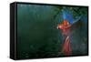 Scarlet Macaw 2-Michael Jackson-Framed Stretched Canvas