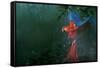 Scarlet Macaw 2-Michael Jackson-Framed Stretched Canvas