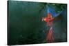 Scarlet Macaw 2-Michael Jackson-Stretched Canvas